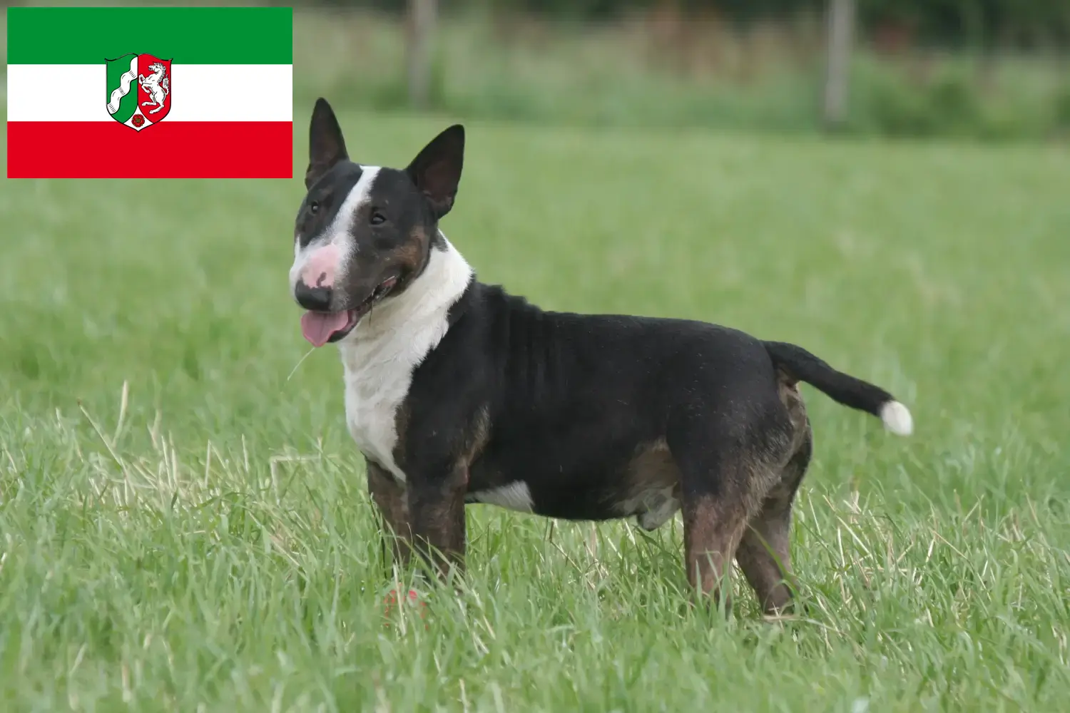 Read more about the article Miniature Bull Terrier breeders and puppies in North Rhine-Westphalia