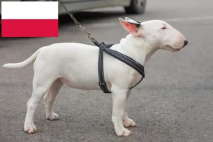 Read more about the article Miniature Bull Terrier breeders and puppies in Poland