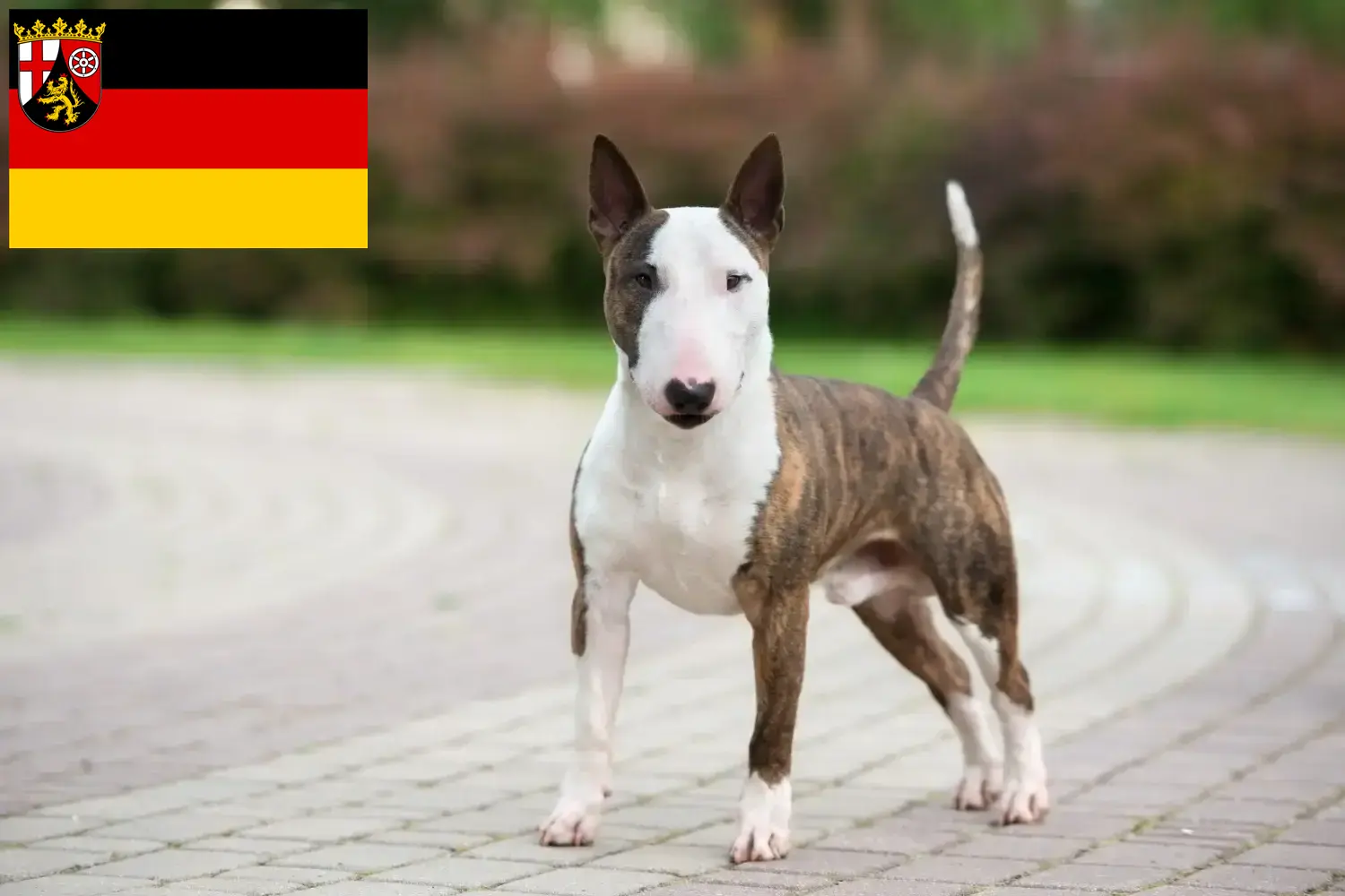 Read more about the article Miniature Bull Terrier breeders and puppies in Rhineland-Palatinate
