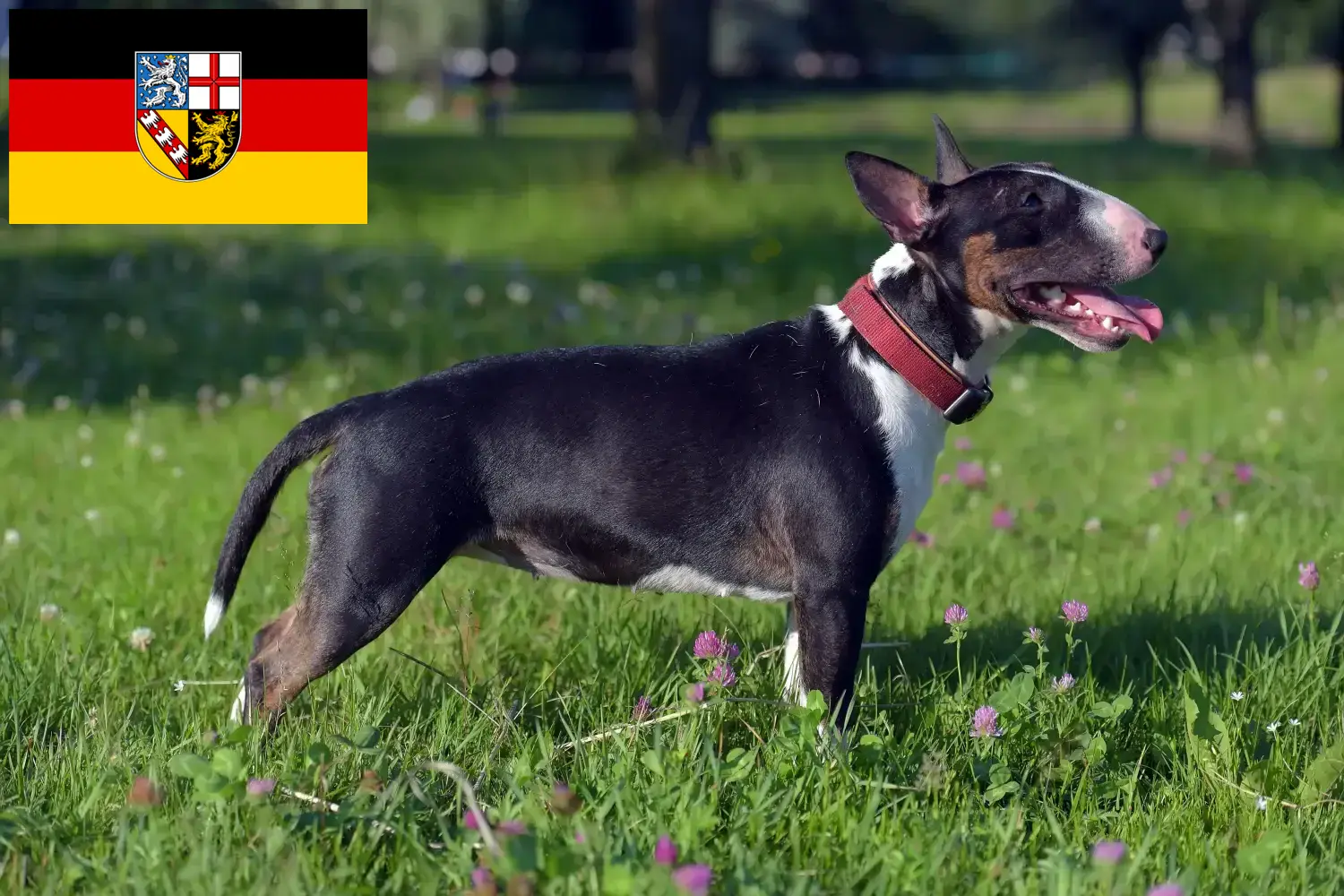 Read more about the article Miniature Bull Terrier breeders and puppies in Saarland
