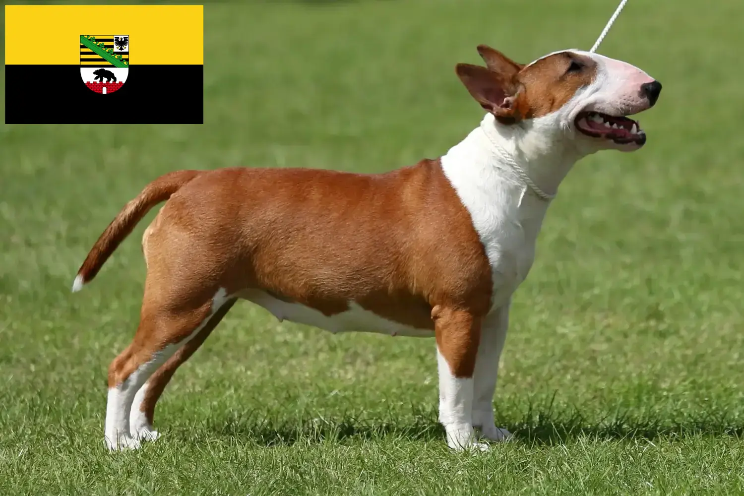 Read more about the article Miniature Bull Terrier breeders and puppies in Saxony-Anhalt