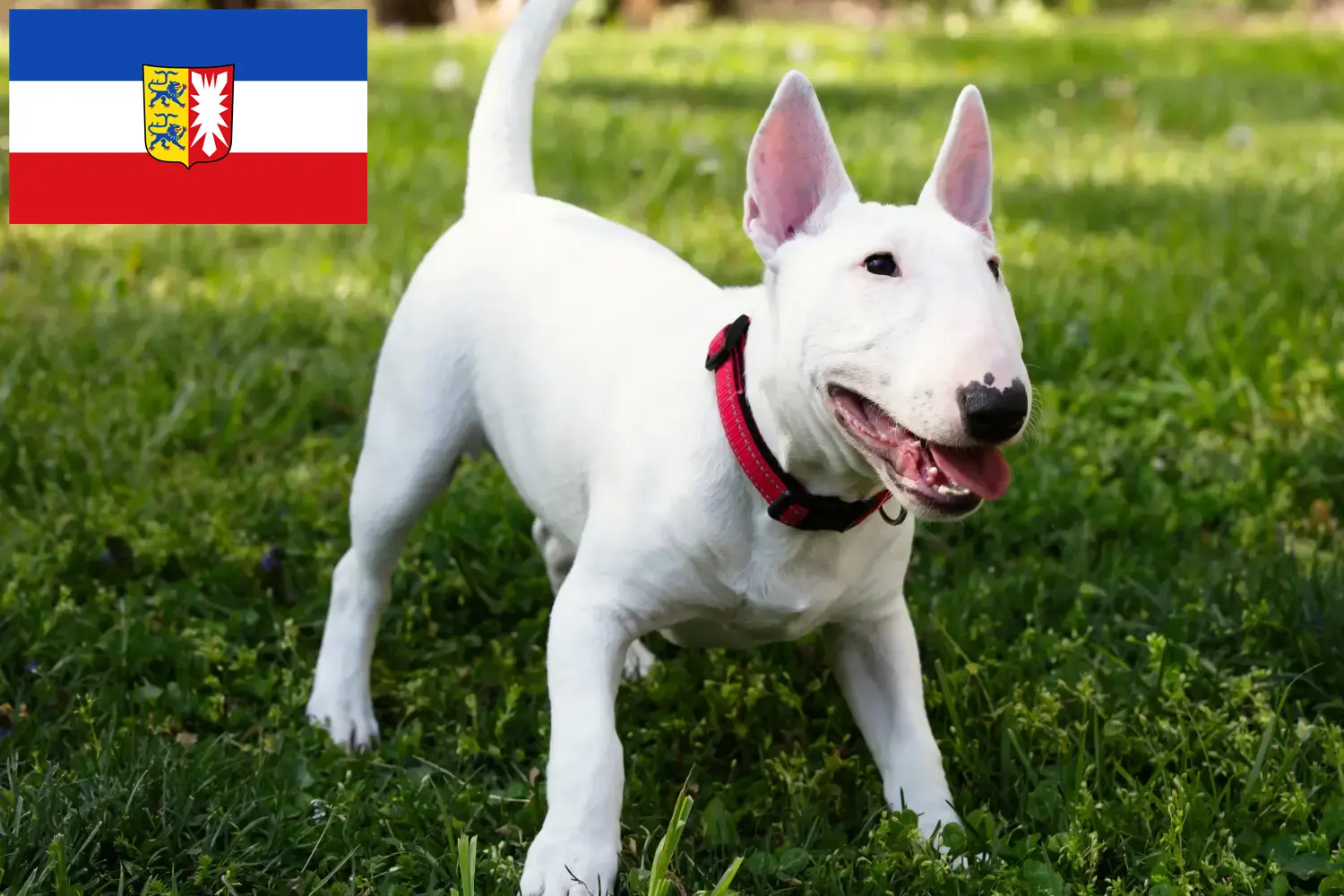 Read more about the article Miniature Bull Terrier breeders and puppies in Schleswig-Holstein