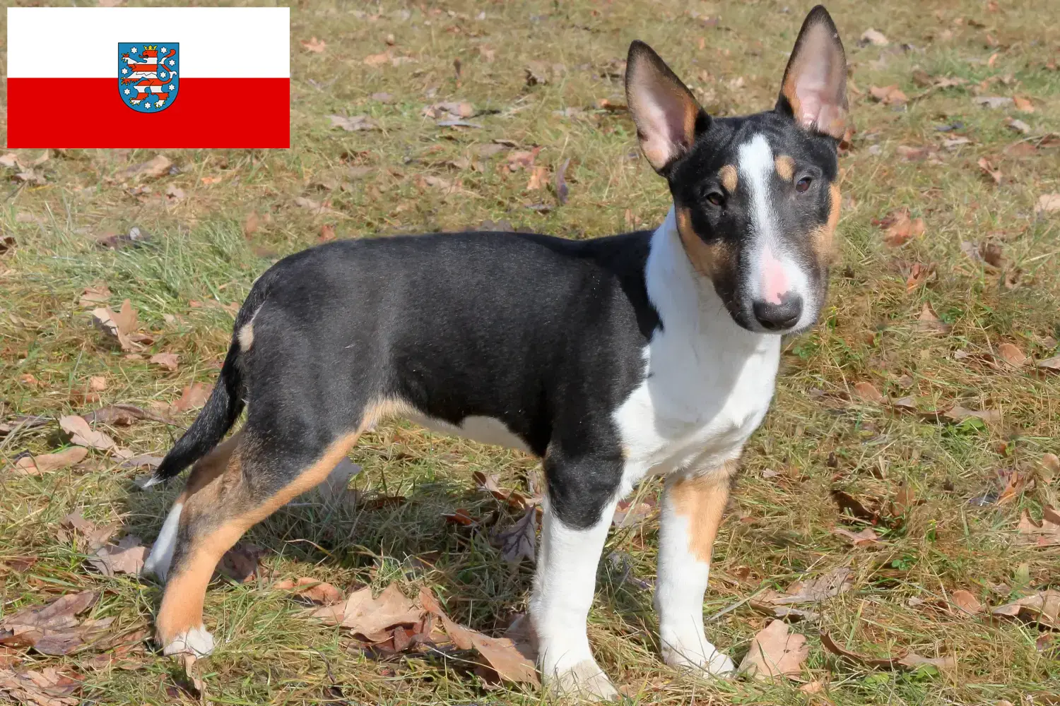 Read more about the article Miniature Bull Terrier breeders and puppies in Thuringia