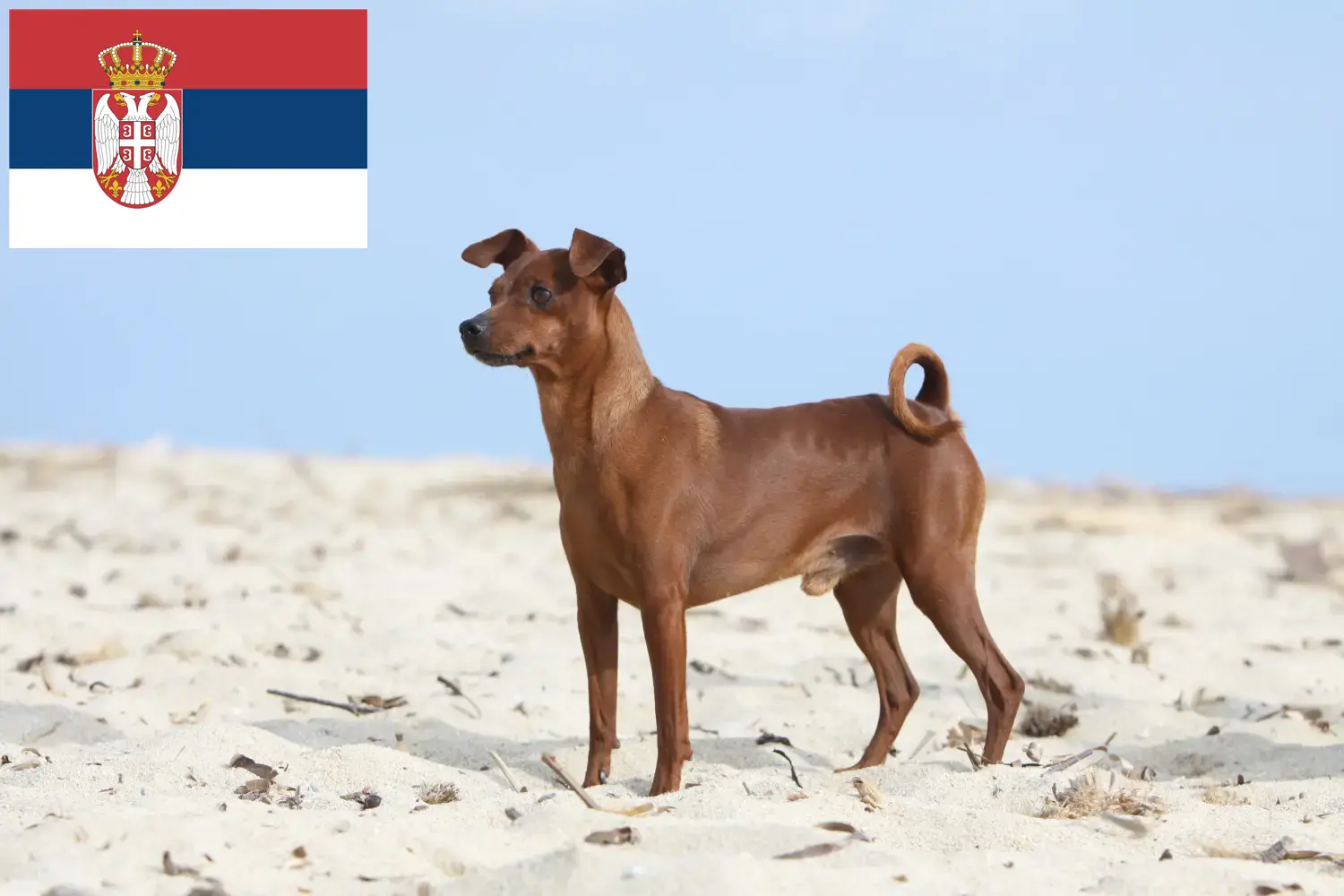 Read more about the article Miniature Pinscher breeders and puppies in Serbia