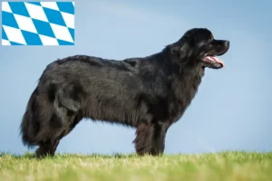 Read more about the article Newfoundland breeders and puppies in Bavaria