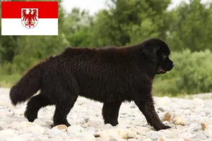 Read more about the article Newfoundland breeders and puppies in Brandenburg