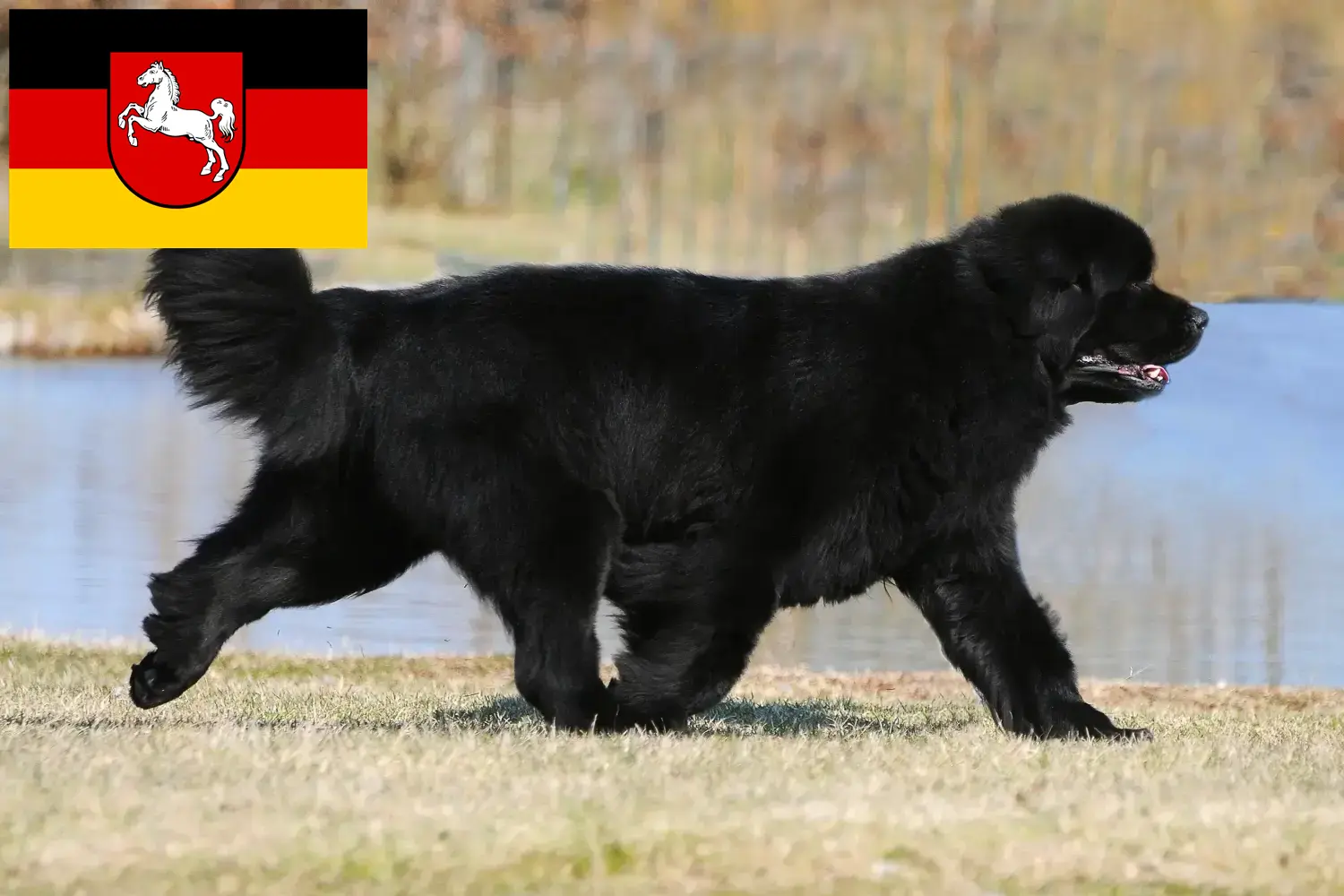 Read more about the article Newfoundland breeders and puppies in Lower Saxony