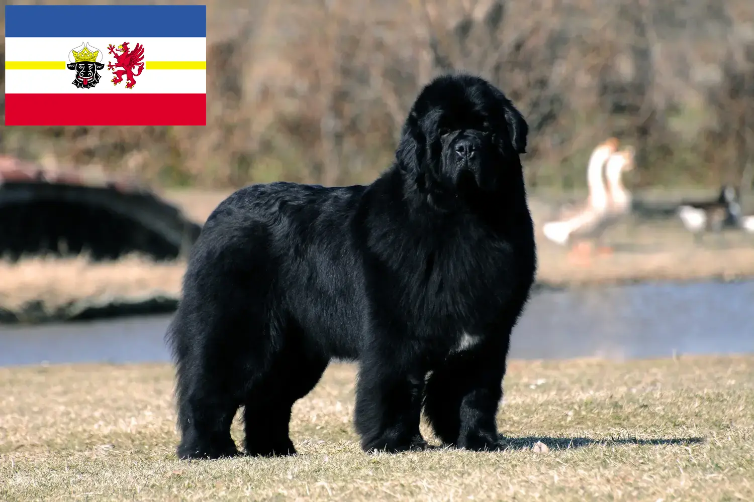 Read more about the article Newfoundland breeders and puppies in Mecklenburg-Vorpommern