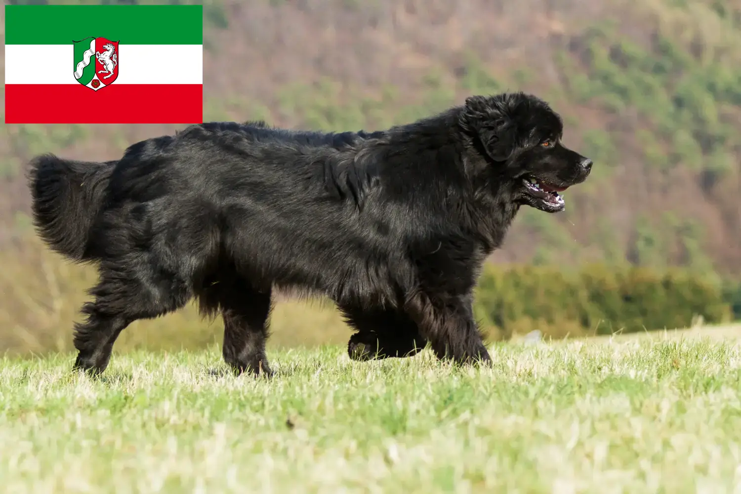 Read more about the article Newfoundland breeders and puppies in North Rhine-Westphalia