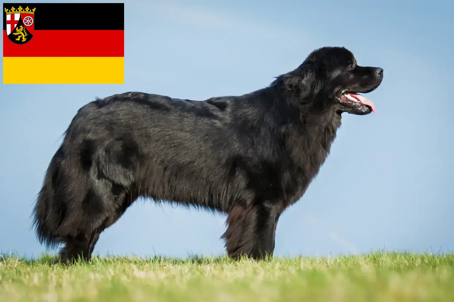 Read more about the article Newfoundland breeders and puppies in Rhineland-Palatinate