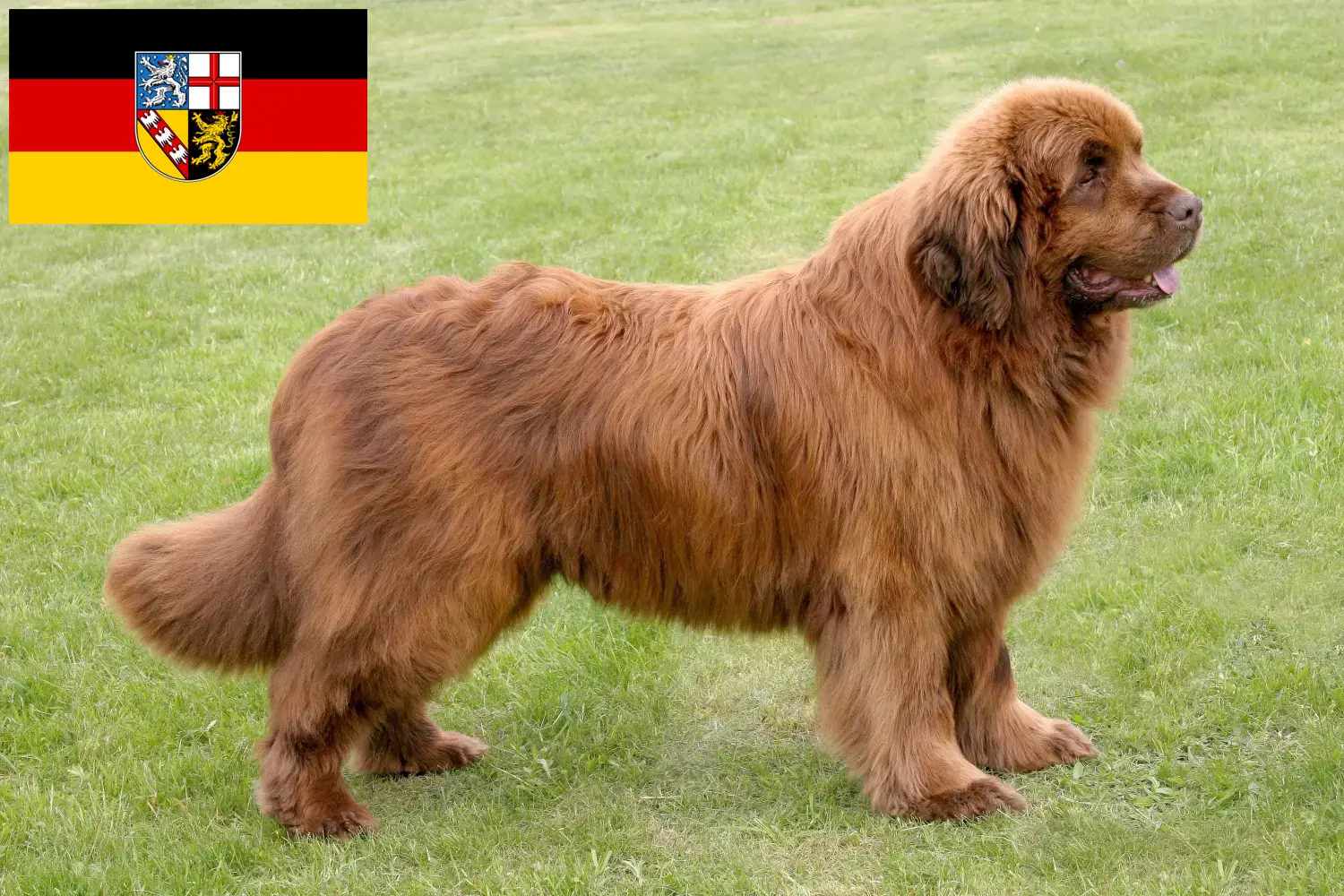 Read more about the article Newfoundland breeders and puppies in Saarland