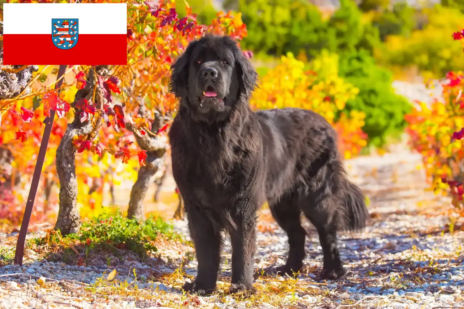 Read more about the article Newfoundland breeders and puppies in Thuringia