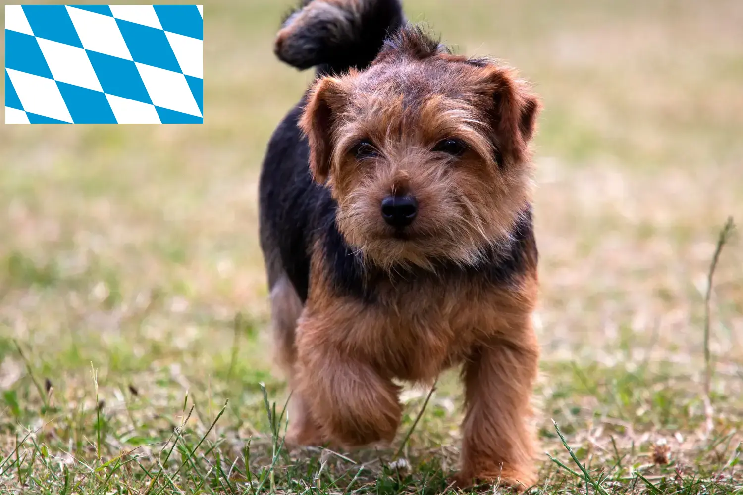 Read more about the article Norfolk Terrier breeders and puppies in Bavaria