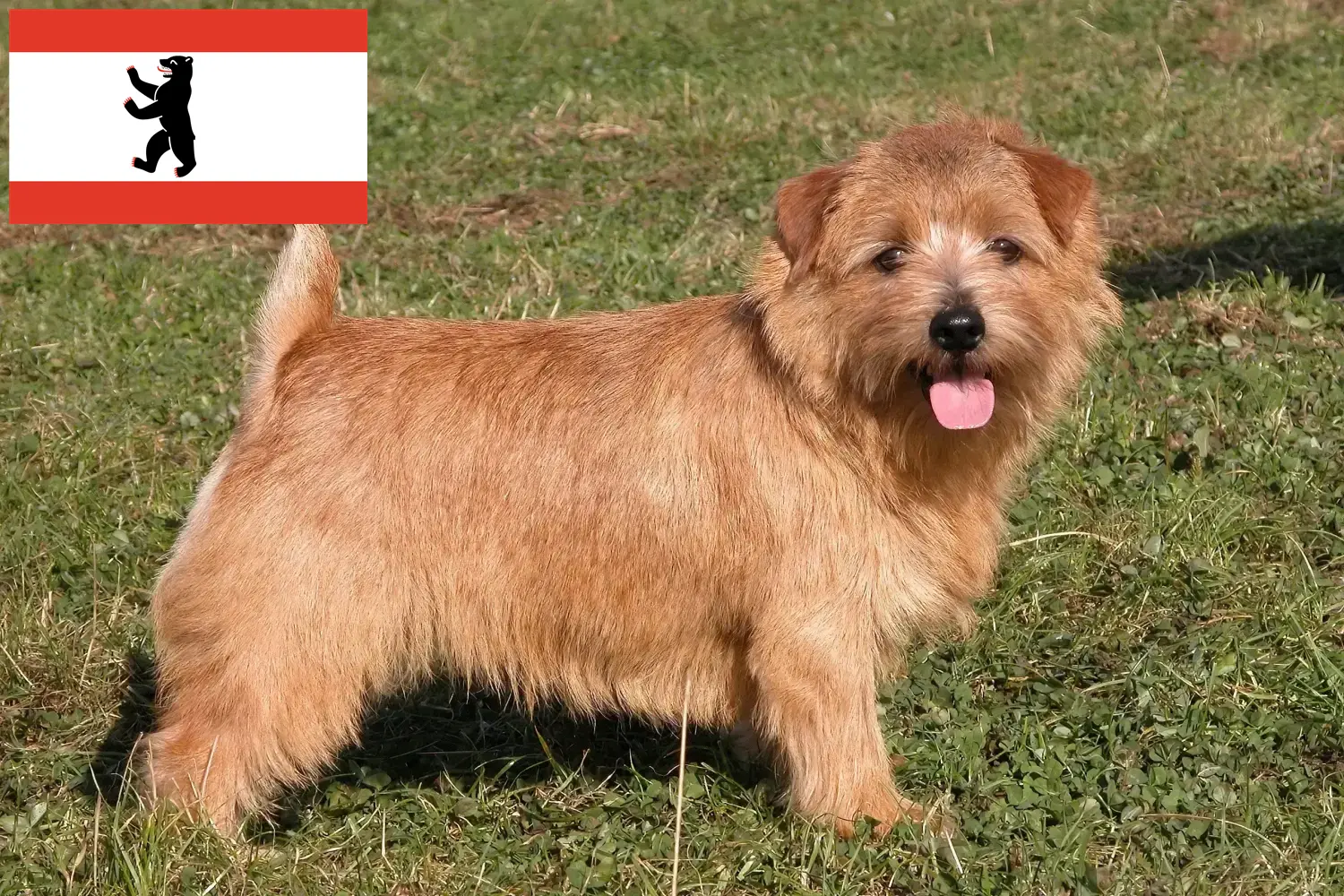 Read more about the article Norfolk Terrier breeders and puppies in Berlin