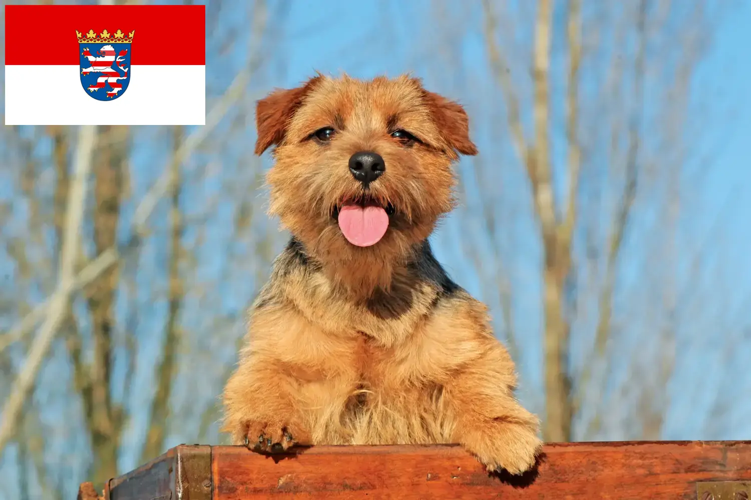 Read more about the article Norfolk Terrier breeders and puppies in Hessen