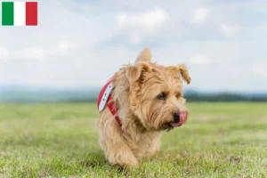 Read more about the article Norfolk Terrier breeders and puppies in Italy