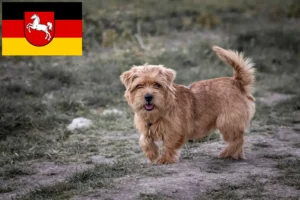 Read more about the article Norfolk Terrier breeders and puppies in Lower Saxony