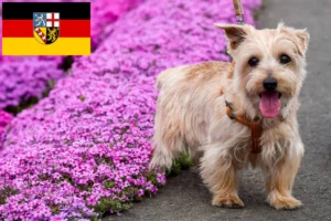 Read more about the article Norfolk Terrier breeders and puppies in Saarland