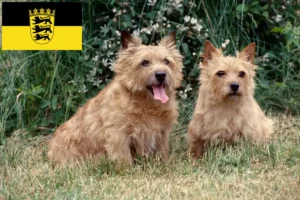 Read more about the article Norwich Terrier breeders and puppies in Baden-Württemberg