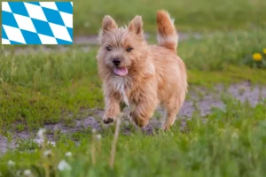 Read more about the article Norwich Terrier breeders and puppies in Bavaria