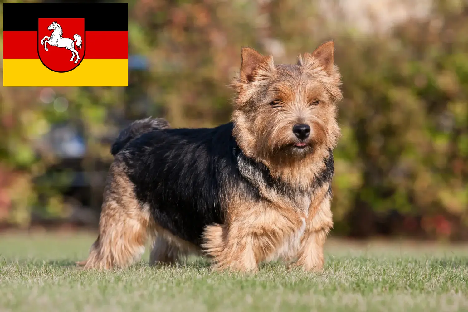 Read more about the article Norwich Terrier breeders and puppies in Lower Saxony