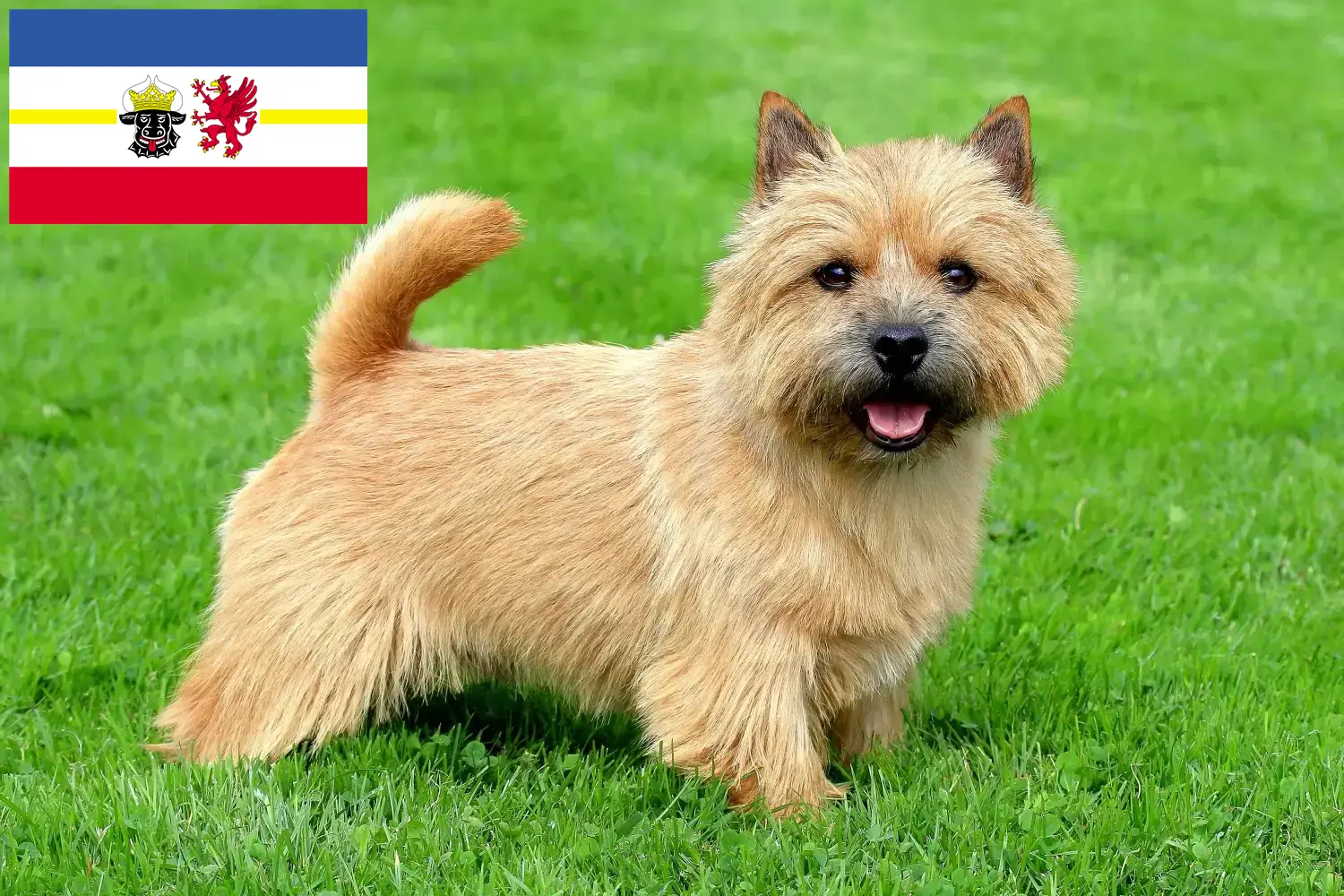Read more about the article Norwich Terrier breeders and puppies in Mecklenburg-Vorpommern
