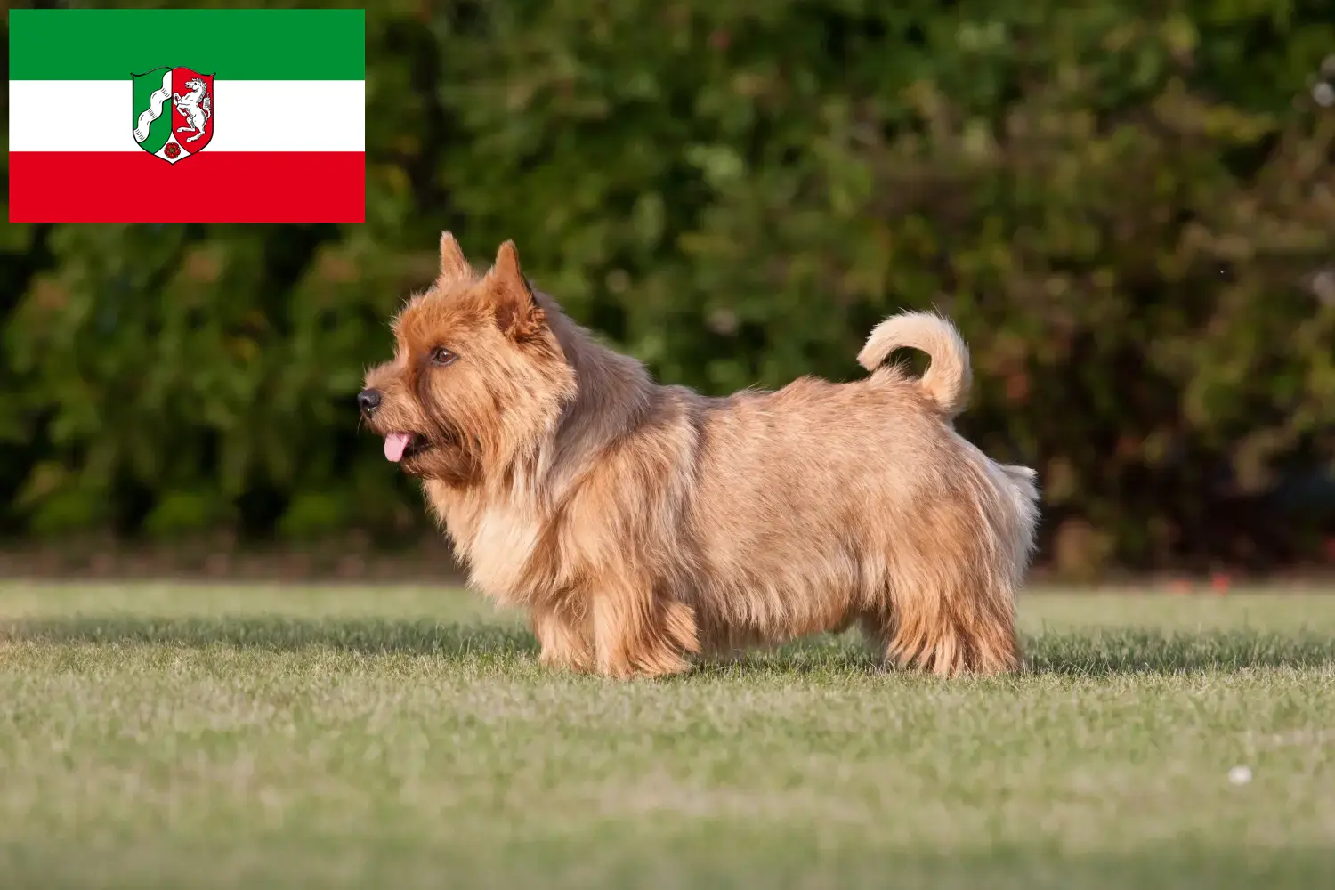 Read more about the article Norwich Terrier breeders and puppies in North Rhine-Westphalia