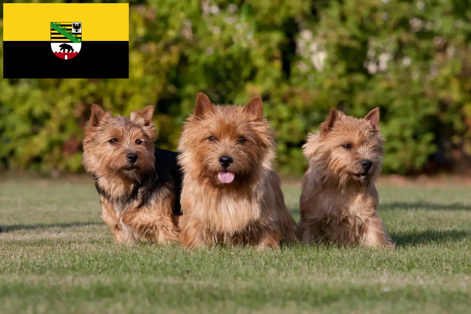 Read more about the article Norwich Terrier breeders and puppies in Saxony-Anhalt