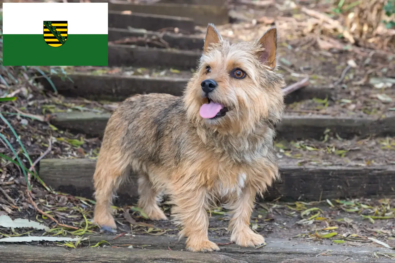Read more about the article Norwich Terrier breeders and puppies in Saxony