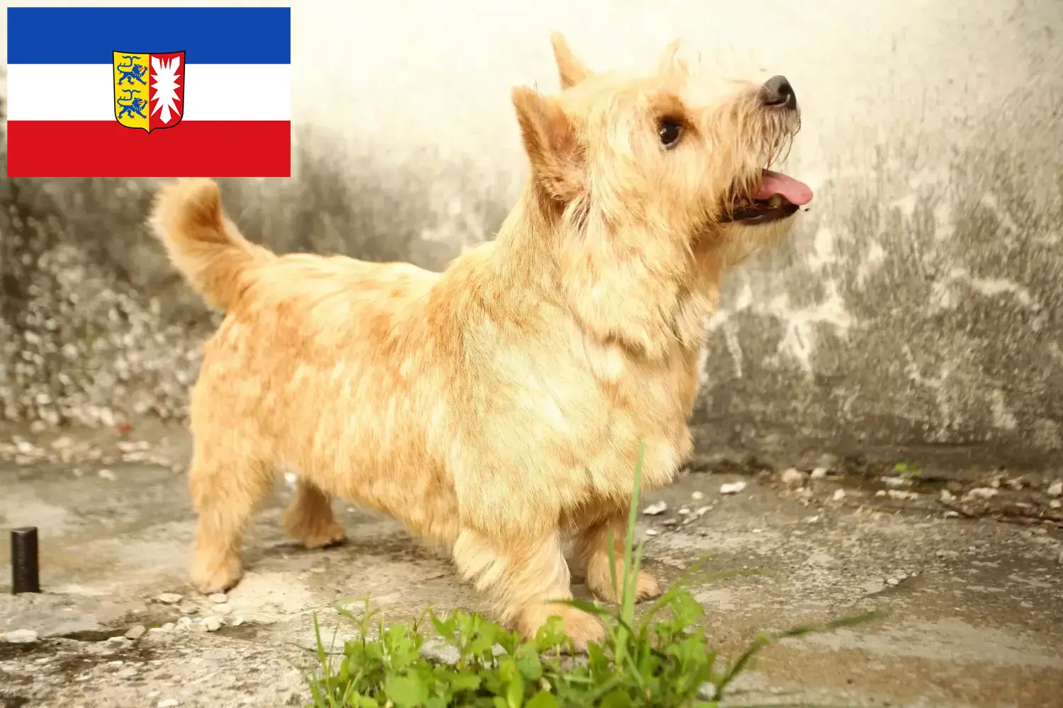 Read more about the article Norwich Terrier breeders and puppies in Schleswig-Holstein