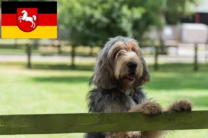 Read more about the article Otterhund breeders and puppies in Lower Saxony