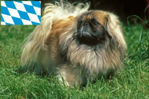 Read more about the article Pekingese breeders and puppies in Bavaria