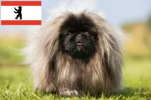 Read more about the article Pekingese breeders and puppies in Berlin