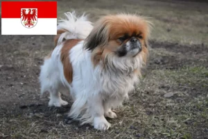 Read more about the article Pekingese breeders and puppies in Brandenburg