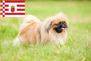 Read more about the article Pekingese breeders and puppies in Bremen