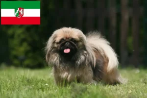 Read more about the article Pekingese breeders and puppies in North Rhine-Westphalia