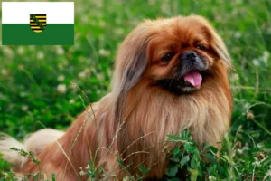 Read more about the article Pekingese breeders and puppies in Saxony