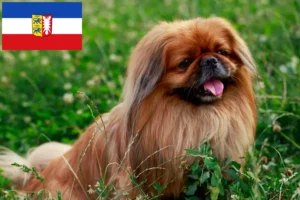 Read more about the article Pekingese breeders and puppies in Schleswig-Holstein