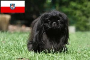 Read more about the article Pekingese breeders and puppies in Thuringia