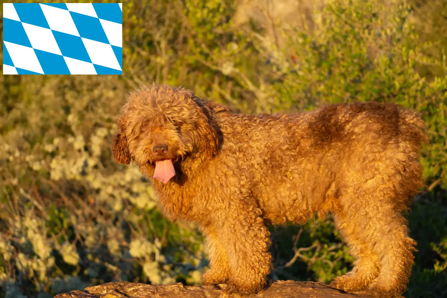 Read more about the article Perro de Agua Español breeders and puppies in Bavaria