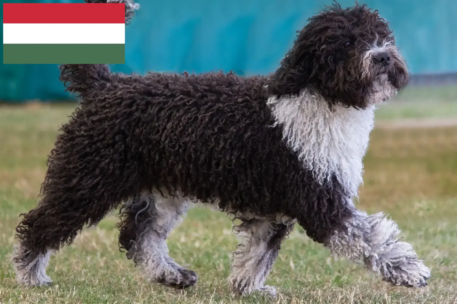 Read more about the article Perro de Agua Español breeders and puppies in Hungary