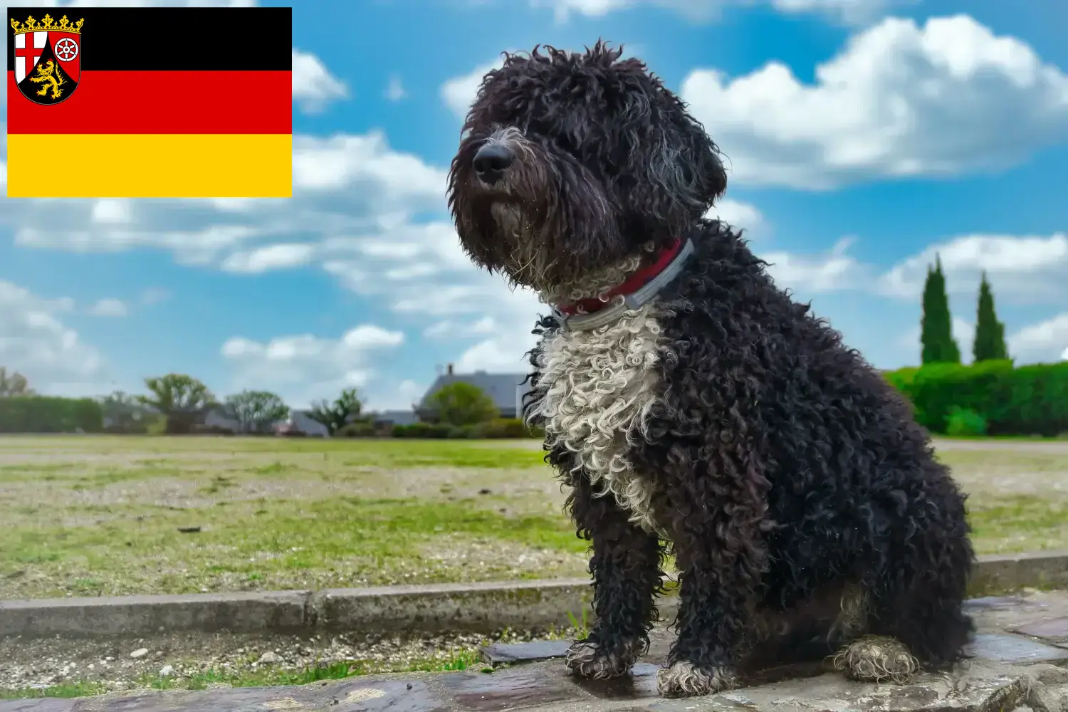 Read more about the article Perro de Agua Español breeders and puppies in Rhineland-Palatinate