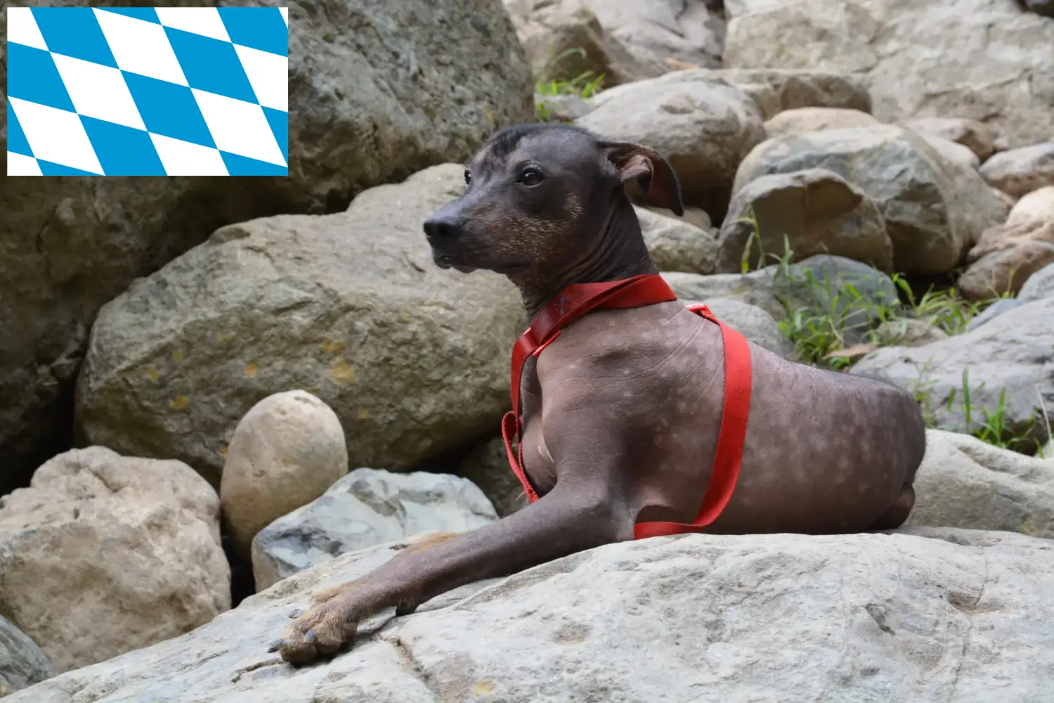 Read more about the article Peruvian Hairless Dog Breeder and Puppies in Bavaria