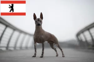 Read more about the article Peruvian Hairless Dog Breeder and Puppies in Berlin