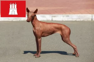 Read more about the article Peruvian Hairless Dog Breeder and Puppies in Hamburg