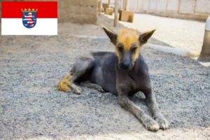 Read more about the article Peruvian Hairless Dog Breeder and Puppies in Hessen