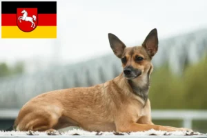 Read more about the article Peruvian Hairless Dog Breeder and Puppies in Lower Saxony