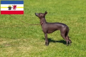 Read more about the article Peruvian Hairless Dog Breeder and Puppies in Mecklenburg-Vorpommern