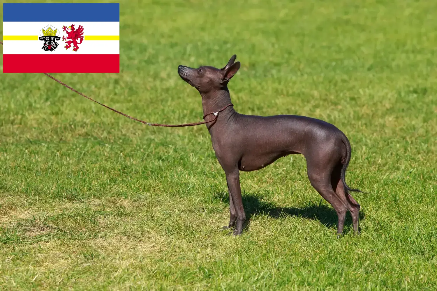 Read more about the article Peruvian Hairless Dog Breeder and Puppies in Mecklenburg-Vorpommern