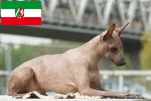 Read more about the article Peruvian Hairless Dog Breeder and Puppies in North Rhine-Westphalia